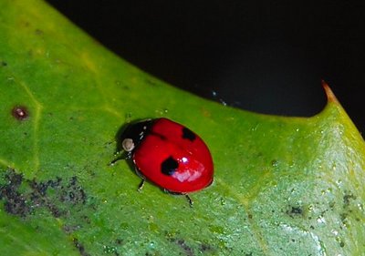 Two-spot ladybug