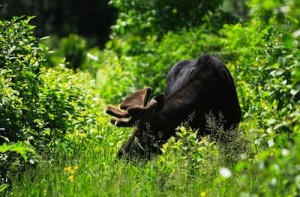 A new study shows that saliva produced by moose and reindeer reduces the growth of a fungus that lives inside grasses and makes them more toxic to herbivores. (Photo credit: Ray Dumas, via flickr)