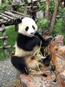 Un panda géant vivant en captivité en Chine. (Crédit: David Schroeter, flickr.com)