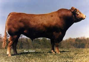 Sept quarante-sept (Seven Forty Seven) est un taureau reconnu internationalement, grand champion de l’exposition agricole d’Iowa en 1980. Il est un des fondateurs de la race bovine du Limousin canadien. Son génome est un de ceux séquencés par le Canadian Cattle Genome Project.  (Crédit: Fred Stevens / Canadian Cattle Genome Project)