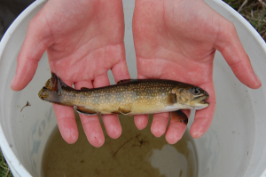 A female brook trout from Cape Race, Newfoundland. (Photo credit: Dylan Fraser)