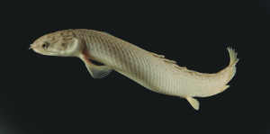 Bichir (Polypterus senegalus) live in freshwater lakes and rivers in East Africa, but can walk across land to reach new habitat. A new study shows just how much the fish can change if forced to live a terrestrial life. (Photo Credit: Antoine Morin)