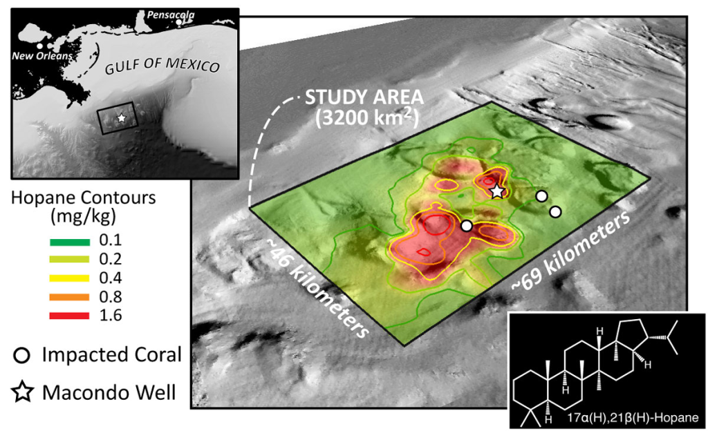 Carte de la contamination du plancher océanique autour du puits Mancondo où la plate-forme pétrolière Deepwater Horizon opérait dans le golfe du Mexique. Les points indiquent les coraux affectés. En bas à droite se trouve la structure moléculaire de l’hopane (Image courtoisie de G. Burch Fisher.)