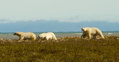 Polar bears, like these photographed near Hudson Bay in 2010, are in jeopardy due to decreasing ice cover in Canada’s Arctic Archipelago. (Photo credit: Stephen Hamilton)