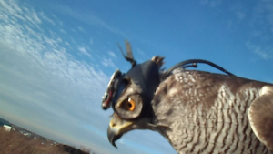 Shinta, the goshawk that participated in the study, is shown here wearing the helmet camera in flight (Photo credit: Robert Musters)