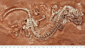Photograph of the new reptile’s fossil that was found by a young boy on Prince Edward Island, Canada. (Credit: Modesto et al.)