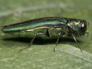 The emerald ash borer (Agrilus planipennis) has spread into Ontario and Quebec. (Photo credit: David Cappaert, Michigan State University)