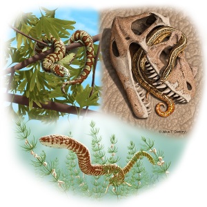 Paleo reconstructions of three Jurassic to Lower Cretaceous snakes: top left, Portugalophis lignites (Upper Jurassic) in a ginko tree, from the coal swamp deposits at Guimarota, Portugal; top right, Diablophis gilmorei (Upper Jurassic), hiding in a ceratosaur skull, from the Morrison Formation, Fruita, Colorado; bottom center, Parviraptor estesi (Upper Jurassic/Lower Cretaceous) swimming in freshwater lake with snails and algae, from the Purbeck Limestone, Swanage, England. (Credit: Julius Csotonyi)