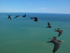 The researchers believe that flying in a V-formation evolved as a cooperative behaviour to minimize the risks of long migratory journeys. (Photo credit: Image courtesy of Johannes Fritz)