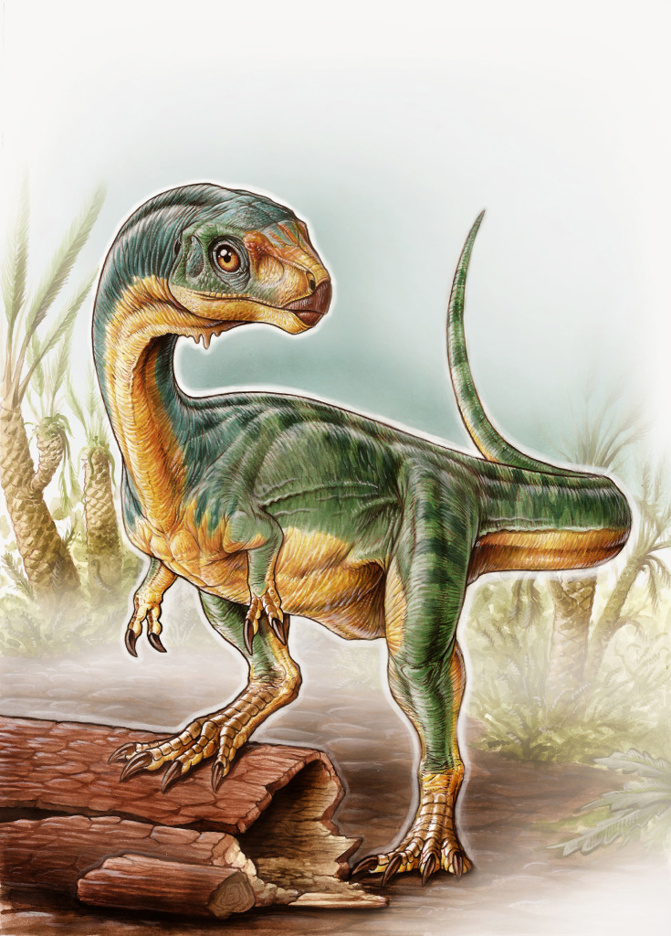 The fossils of Chilesaurus diegosuarezi are generally similar in size to modern day turkeys, however isolated bones suggest they could grow up to three meters in length. (Image credit: Gabriel Lío)