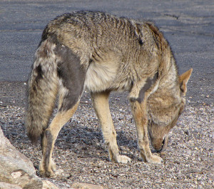 Coyote with mange suffers from hair loss. (Photo credit: SearchNet Media, flickr.com)