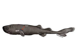 Illustration of a pocket shark. The red arrow points to the shark's pocket. (Photo Credit: NOAA Fisheries)