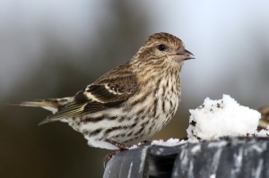 The Pine Siskin is a small finch, weighing less than 20 grams, that can be found across North America. (Photo Credit: Darren Swim, Wikimedia Commons)