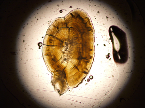 A cross-section of a salmon otolith, also known as a fish ear stone or fish ear bone. (Image Credit: Sean Brennan, University of Washington).