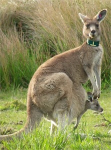 Female kangaroo with an adopted young in her pouch. The light blue eartag in the ear of the young kangaroo  was applied when captured in the pouch of another female. (Photo courtesy of C. Le Gall-Payne)