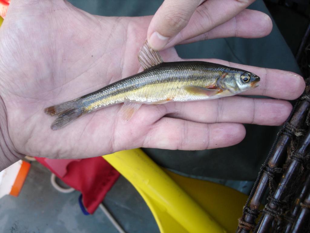Researchers found that the Ontario freshwater Lake Chub is at risk from species range expansion facilitated by climate change. (Image Credit:Don Jackson/University of Toronto)