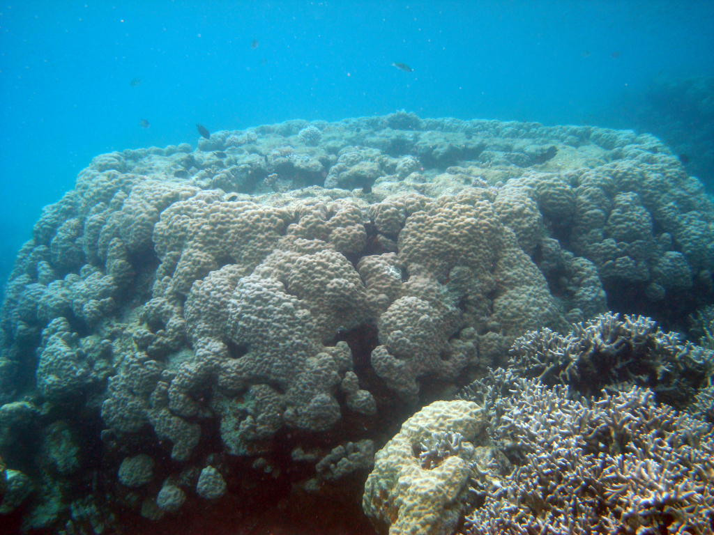 Large Porites in Palau (Photo credit: R. van Woesik