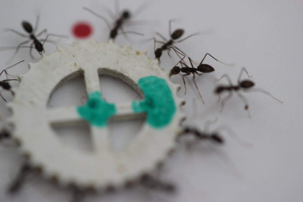A group of longhorn crazy ants cooperate to transfer an item too heavy for each of them to move alone. (Photo credit: Ehud Fonio and Ofer Feinerman) 