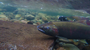 Wild male Coho salmon (picture above) reproduce better than males released from hatcheries. (Image credit: Bureau of Land Management Oregon and Washington)