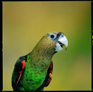 The Cape Parrot is native to South Africa and lives in forested areas eating fruit and nuts. Pictured above is a male Cape Parrot. (Image Credit: Cyril Laubscher) 