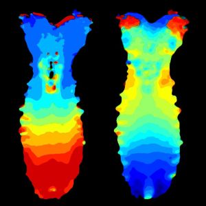 The images shows timing maps of neural activity throughout the entire central nervous system of a Drosophila larva during fictive backward (left) and forward (right) crawling. (Credit: Kristin Branson, William Lemon and Philipp Keller, HHMIJanelia Research Campus.)