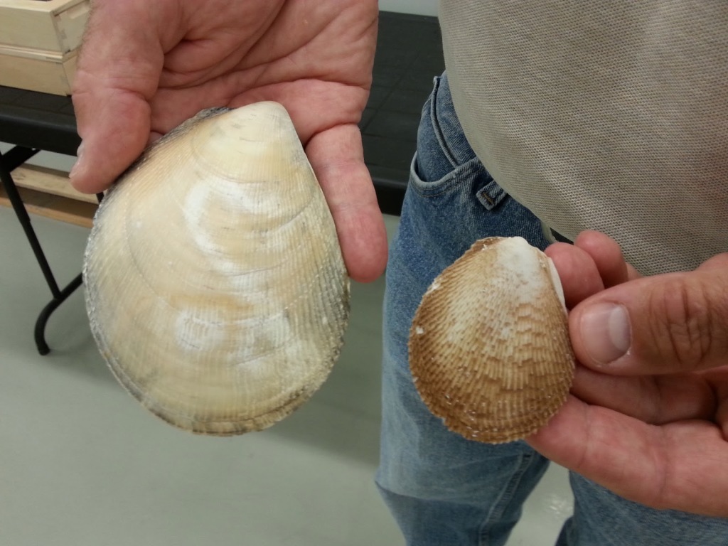 Dr. Jean-Marc Gagnon compares the new species of giant file clam (left) to a regular-sized file clam (right). (Image courtesy of the Canadian Museum of Nature)