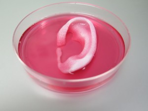 A completed ear structure printed with the Integrated Tissue-Organ Printing System. (Image credit: Credit: Wake Forest Institute for Regenerative Medicine)