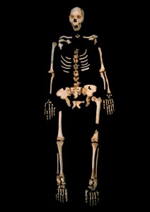 A skeleton of an early Neandertal ancestor from Sima de los Huesos, a unique cave site in Northern Spain. (Image credit: Javier Trueba, MADRID SCIENTIFIC FILMS)