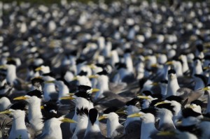 5-Jarrod-Hodgson-terns-ground-view-1024x680