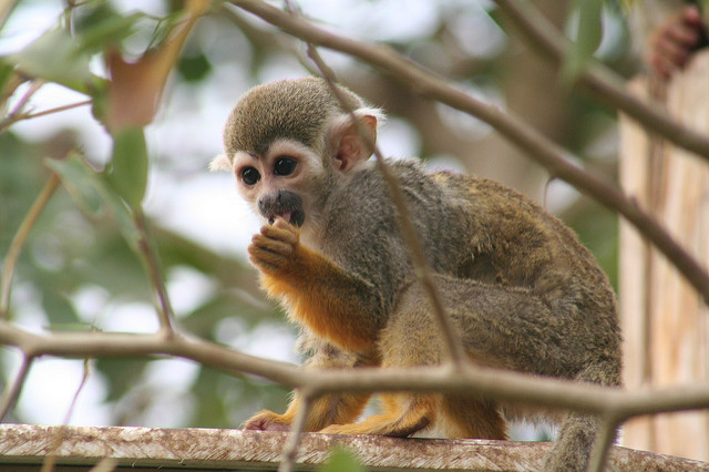 Fossilized teeth found at the Panama Canal resemble those that belong to the family Cebidae, which includes squirrel monkeys such as this one. (Image by Adam via Flickr Creative Commons license