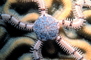 Ophiuroidea (brittle stars), a dominant component of sea-floor fauna (Image via Wikimedia Commons)