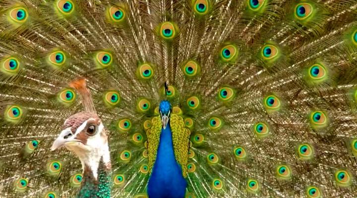 A male peacock courting a female. (Image credit: Roslyn Dakin PLOS ONE e0152759)