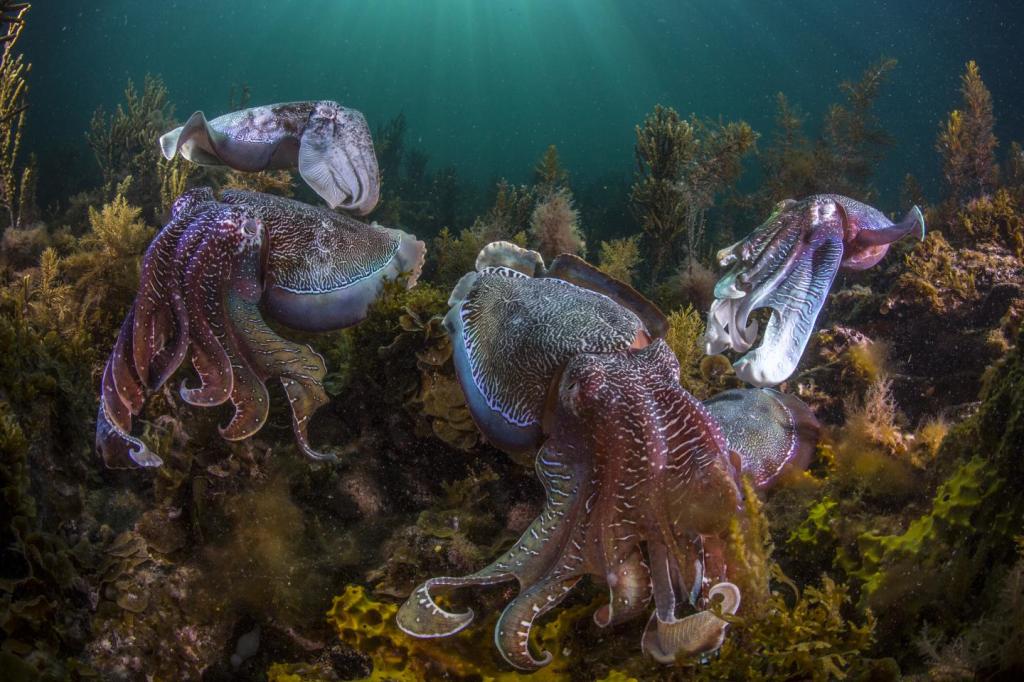 A giant Australian cuttlefish (Sepia apama), Spencer Gulf, South Australia. (Photo by Scott Portelli, Wildlife Photographer, @scott.portelli)