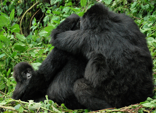 Parenting styles of mountain gorillas may help determine social structures within the species. (Photo by Carine06 via Flickr CC BY 2.0)
