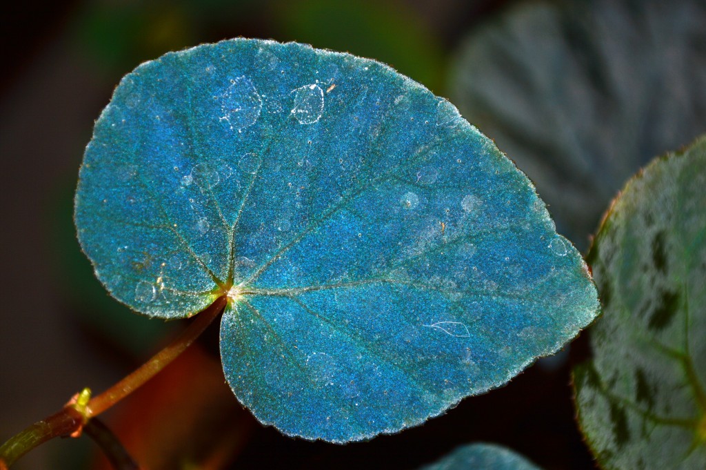 Begonia species adapted to deep-shade conditions display blue leaf iridescence, a striking form of structural colour originating from specialised chloroplasts in the epidermis. (Photo by Matthew Jacobs)