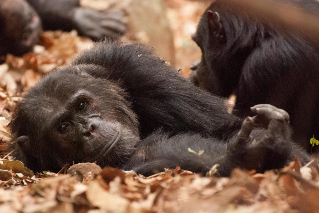 Gombe chimpanzee (Image by Ian Gilby)