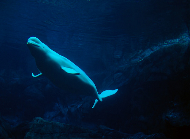 Beluga whale (Image by Tim CC BY-NC-ND 2.0)