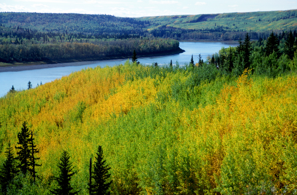 Satellite sensor data can be used to track slight colour changes in boreal forests (Image by Gord McKenna via Flickr CC BY ND NC 2.0)