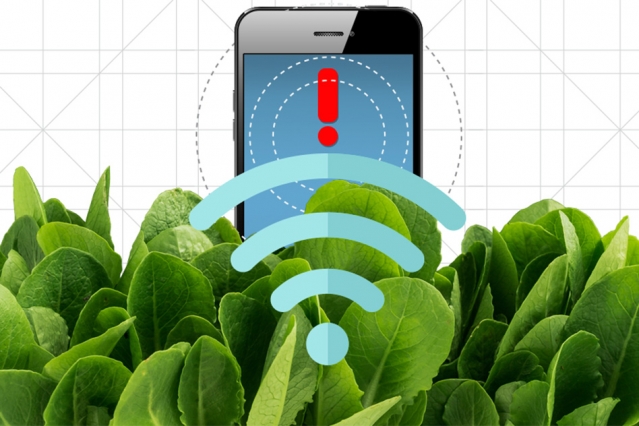 MIT engineers have transformed spinach plants into nanobiotic sensors that can detect explosives and wirelessly relay that information to a handheld device similar to a smartphone. (Image by Christine Daniloff/MIT)