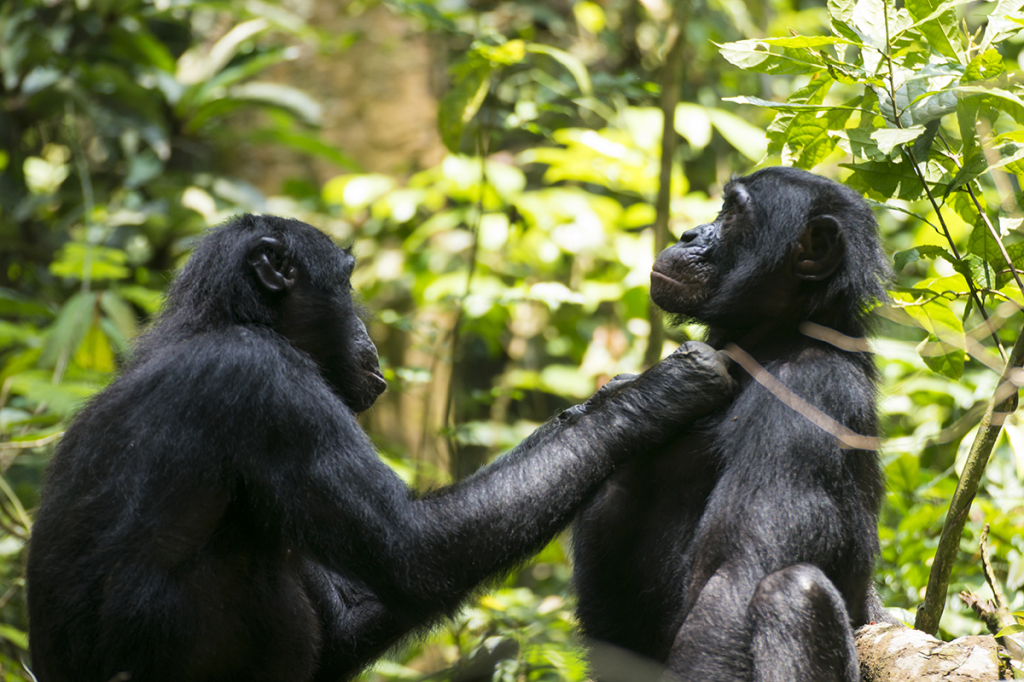 Older bonobos are forced to groom others at arm’s length due to their long-sightedness  (Image by Heungjin Ryu CC BY-NC 4.0)