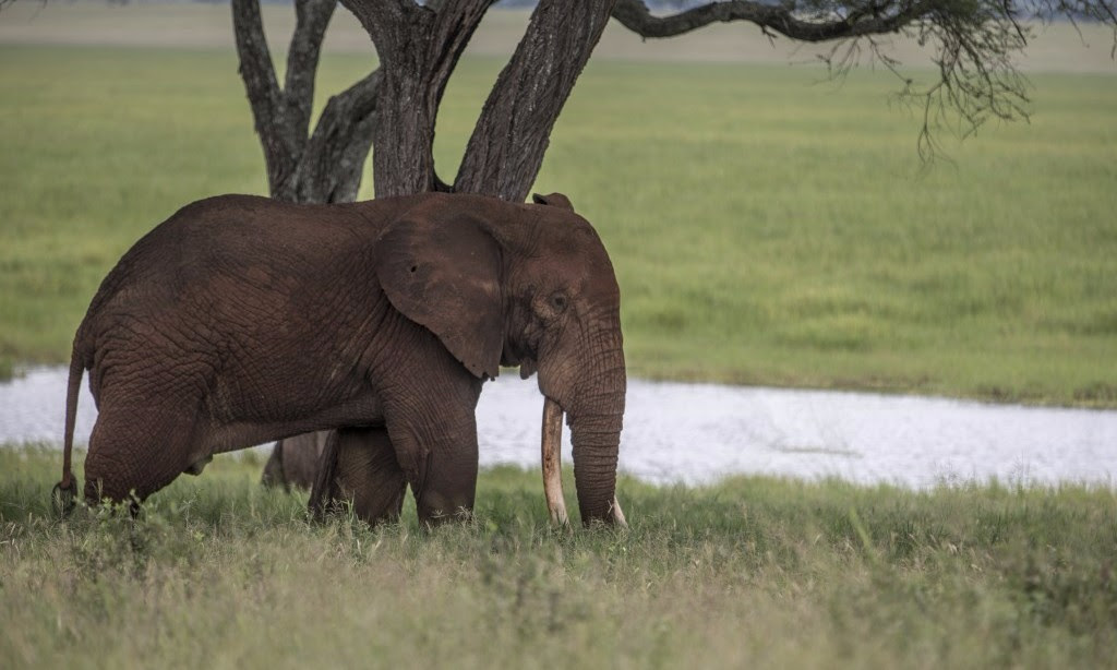 A male savannah elephant in Tarangire National Park in Tanzania. (Image by Robin Naidoo / WWF)