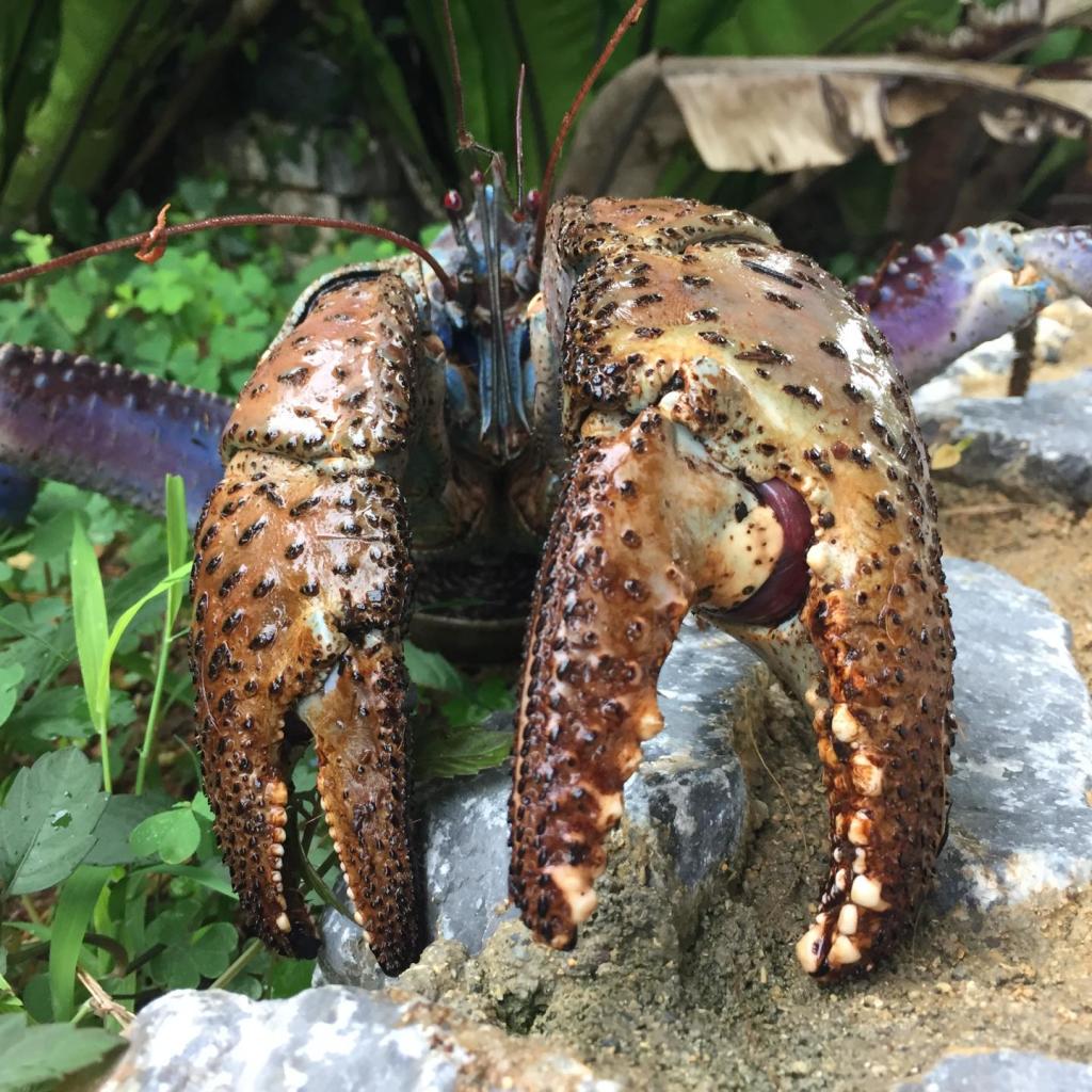 Coconut crab weighs over 2 kilograms (Image by Shin-ichoro Oka)