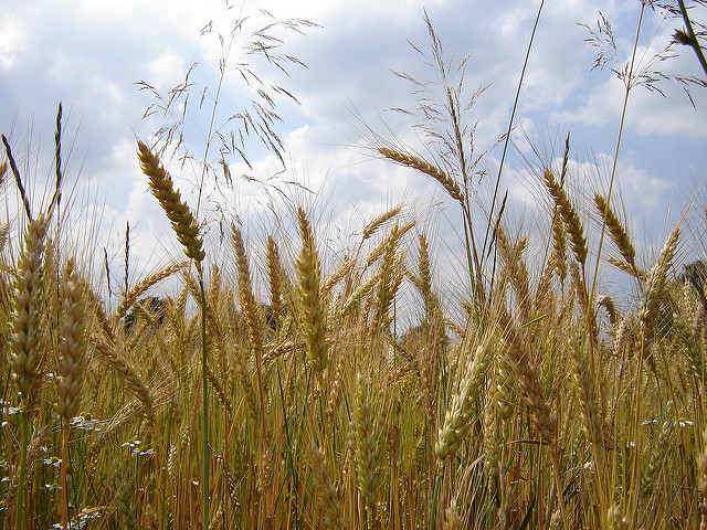 Spelt (pictured) was one of the earliest domesticated grains (Image by storebukkebruse via Flickr)