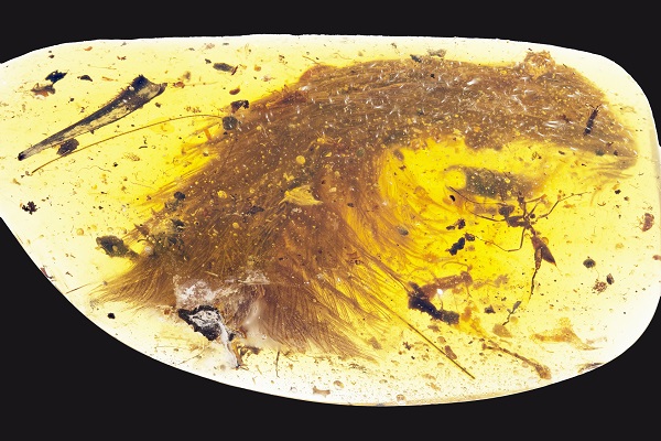 The tip of a preserved dinosaur tail section, with feathers arranged down both sides of tail. (Image by Royal Saskatchewan Museum (RSM/ R.C. McKellar))