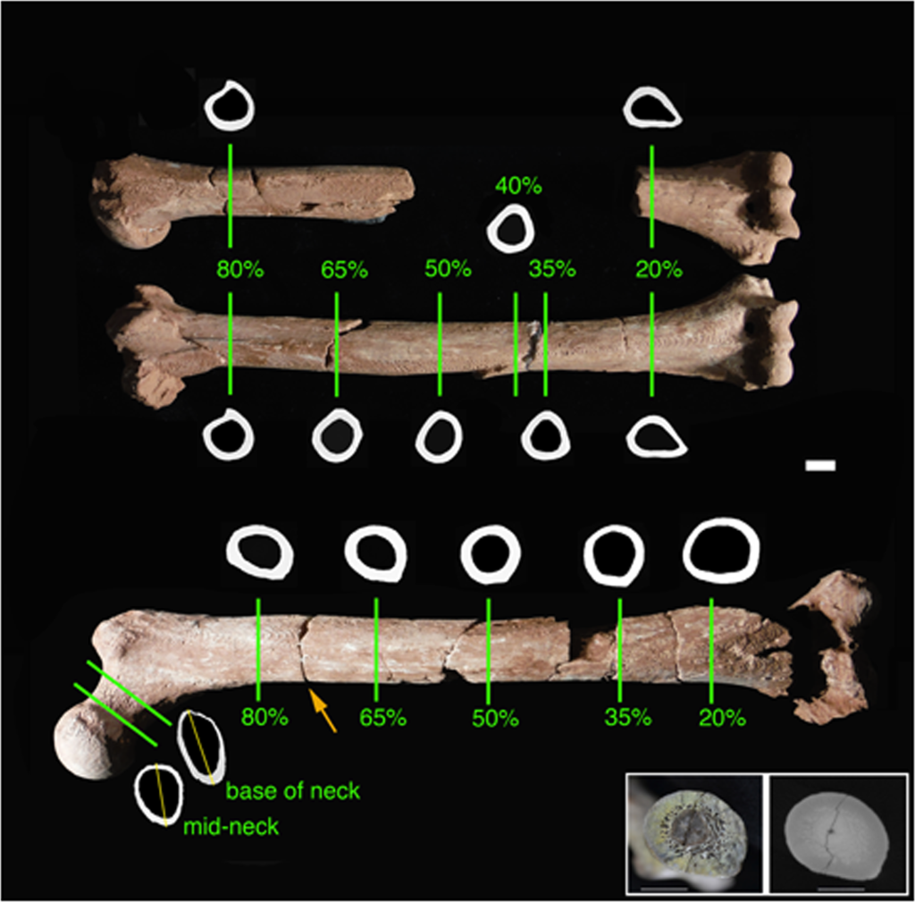 Limb Bone Structural Proportions and Locomotor Behavior in A.L. 288-1 ("Lucy") (Image credit: Christopher B. Ruff; M. Loring Burgess; Richard A. Ketcham; John Kappelman)