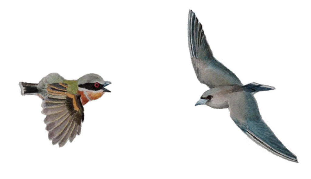 The left bird, Dark batis (Batis crypta) has smaller round wings. The bird on the right, Dusky Woodswallow (Artamus cyanopterus), has long pointy wings evolved for long-distance flying. (Drawing by  Jon Fjeldså)