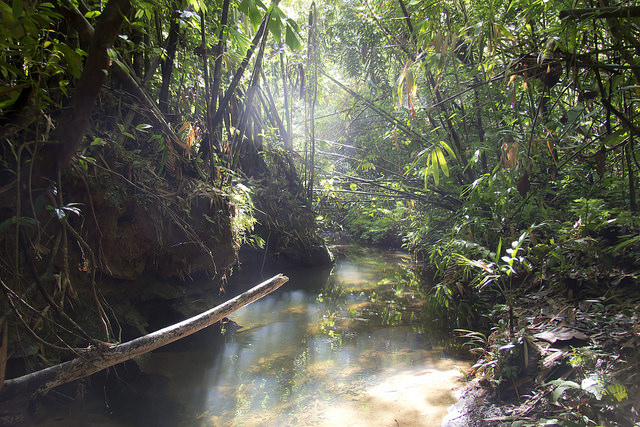 Jungle. Sarawak, Borneo.  (Image by Luke Price via Flickr