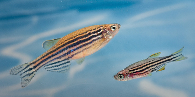 Adult zebrafish behavior can change depending on the level of hypoxia exposed to as an embryo (Image by Thierry Marysael via Flickr)