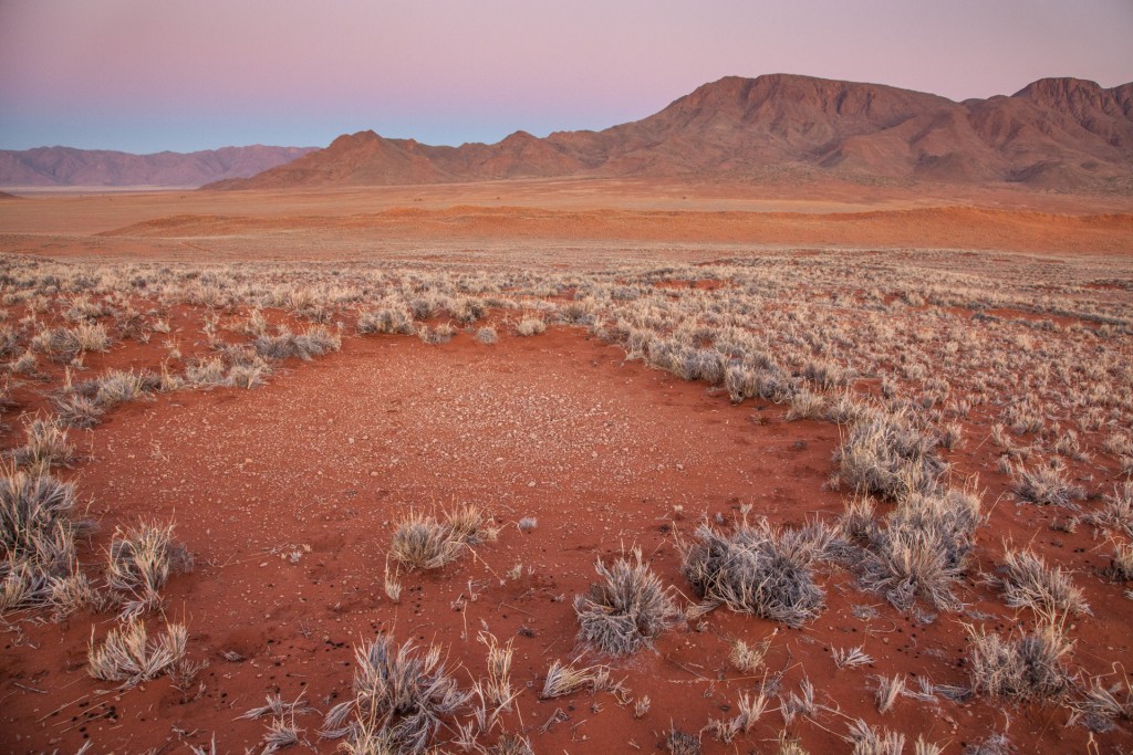 The enigmatic "fairy circles" of the Namib Desert exhibit strikingly regular spatial patterns, which have mystified many observers. (Image by Jen Guyton)