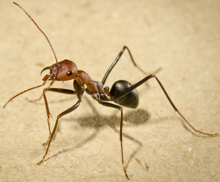 A forager ant, Cataglyphis velox, from Seville, Spain. (Image by Michael Mangan and & Hugh Pastoll)